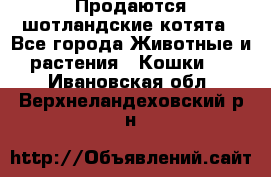 Продаются шотландские котята - Все города Животные и растения » Кошки   . Ивановская обл.,Верхнеландеховский р-н